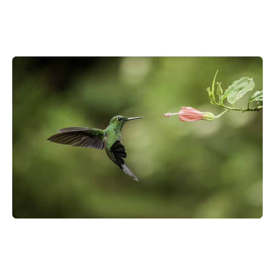 Green Hummingbird - Peel & Stick Photo Chalkboard, includes a chisel tip chalk marker
