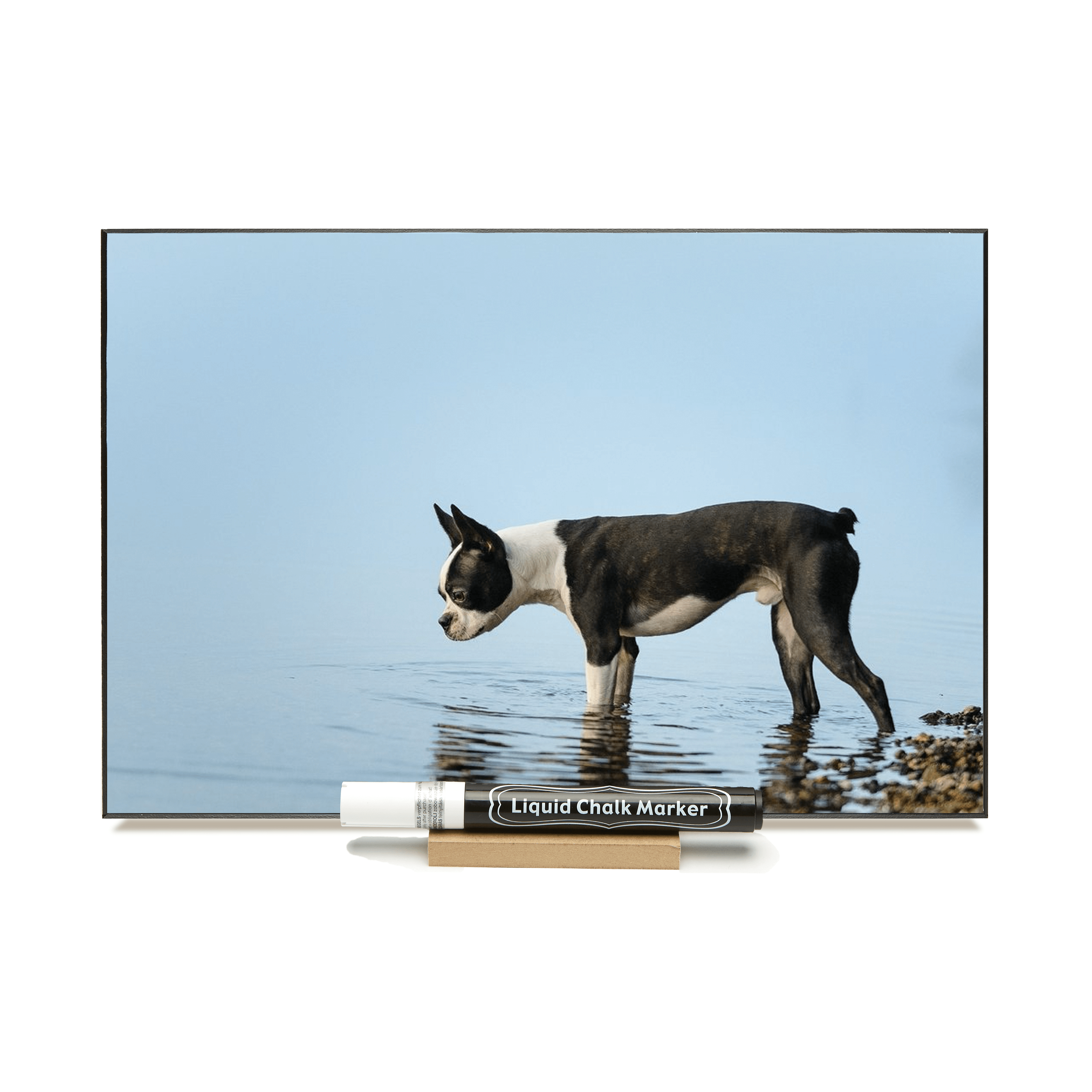 "Boston Terrier In Water"  PHOTO CHALKBOARD Includes Chalkboard, Chalk Marker and Stand