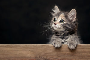 "Grey Kitten"  PHOTO CHALKBOARD - Includes Chalkboard, Chalk Marker