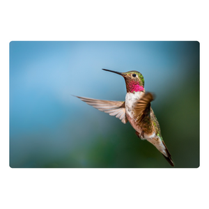 Ruby Throated Hummingbird - Peel & Stick Photo Chalkboard, includes a chisel tip chalk marker