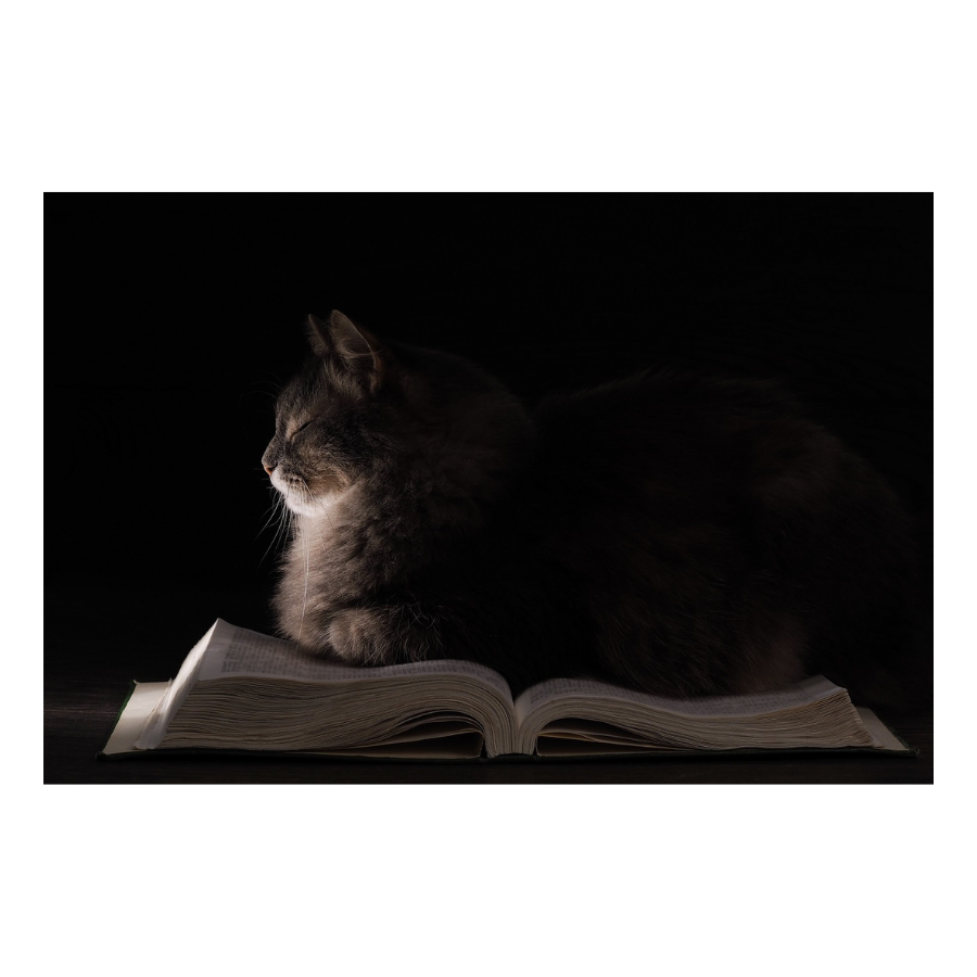 Cat on a Book - Peel & Stick Photo Chalkboard, includes a chisel tip chalk marker