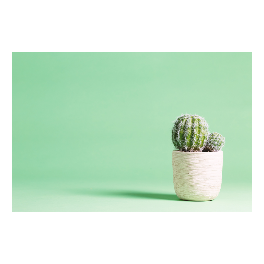 Green Cactus - Peel & Stick Photo Chalkboard, includes a chisel tip chalk marker