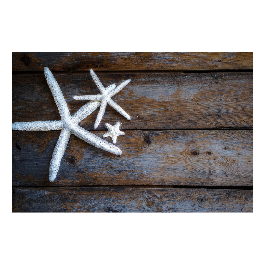 Barnboard Starfish - Peel & Stick Photo Chalkboard, includes a chisel tip chalk marker