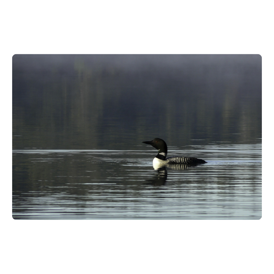 Loon at Dawn - Peel & Stick Photo Chalkboard, includes a chisel tip chalk marker