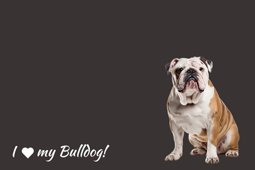 English Bulldog