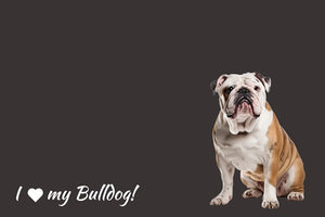 English Bulldog