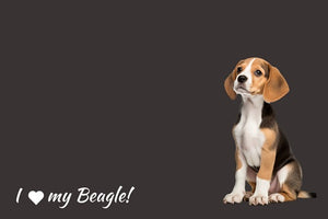 Beagle