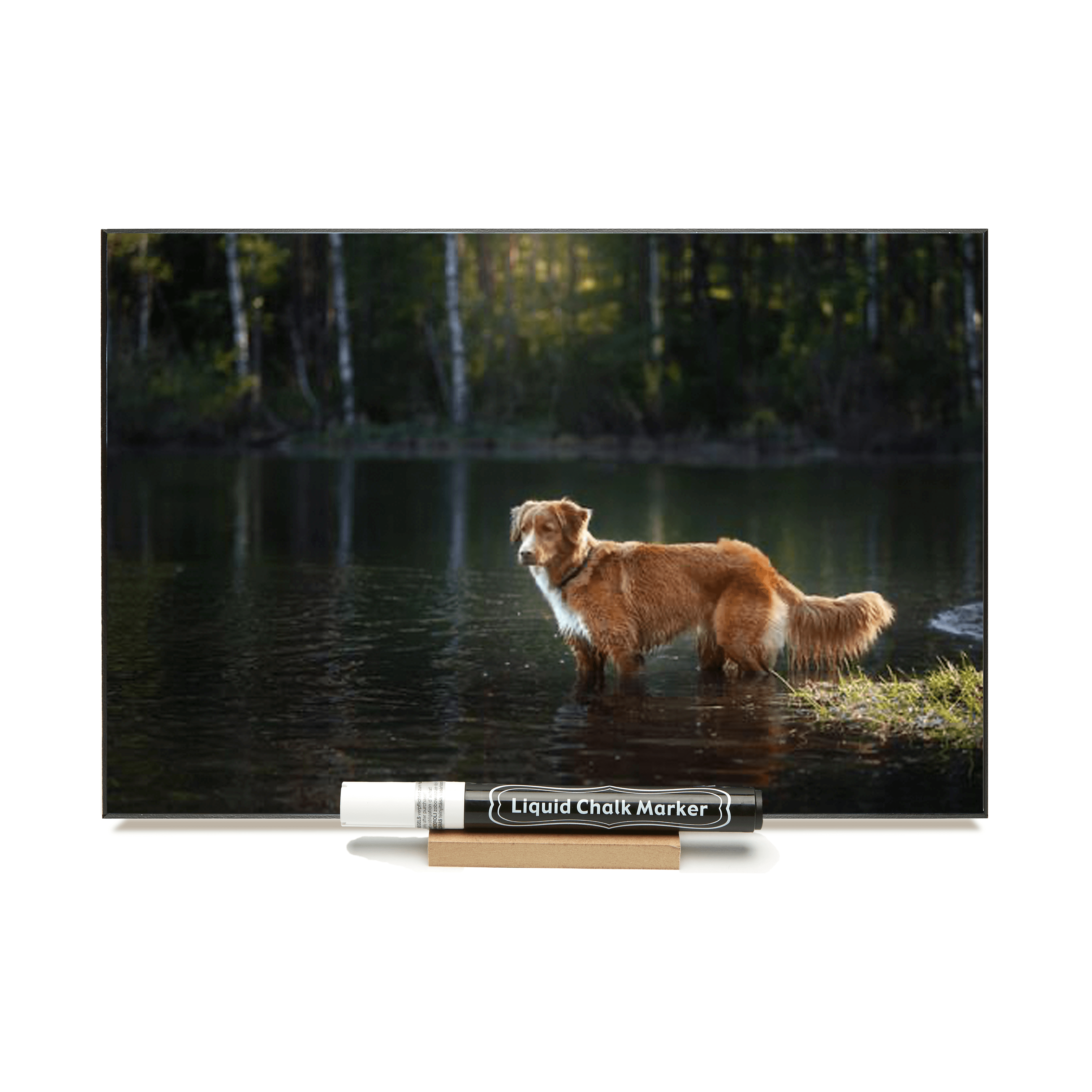 "Nova Scotia Duck Tolling Retriever In Water"  PHOTO CHALKBOARD  Includes Chalkboard, Chalk Marker and Stand